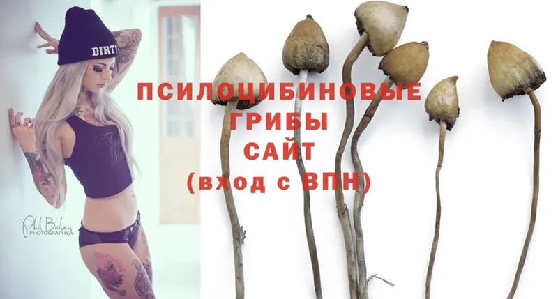 Галлюциногенные грибы Psilocybe  Камышлов 